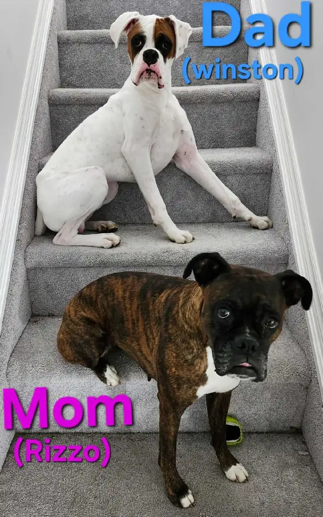 -SOLD- Flashy Brindle Female Boxer Puppy – Ready Now – Last Girl in Dogs & Puppies for Rehoming in Norfolk County - Image 10