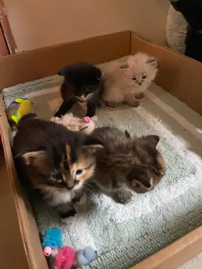 kittens for sale, View more