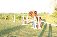 Horse training services 