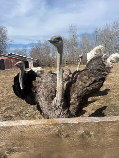 Ostriches at Auction, View more