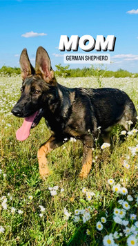 Puppies! German Shepherd-Golden Retriever Mix 