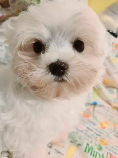 Male Maltese available, ready for his new home, View more