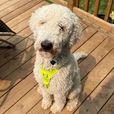 Beautiful standard male poodle, one year old, in tact, View more