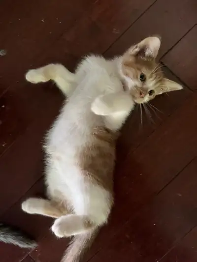 Adorable Male kitten, View more