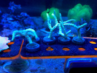 Coral SPS LPS for sale