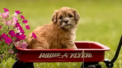 Beautiful Shihpoo’s ⭐️Health Tested Parents⭐️, View more