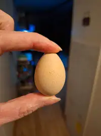 Chukar hatching eggs