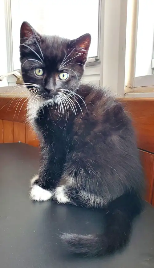Chats à vendre: 2chatons femelles . EIles sont neés à la maison dans de bonnes conditions et sont pr...