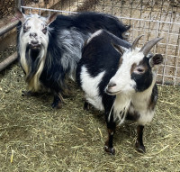Nigerian dwarf goat pair