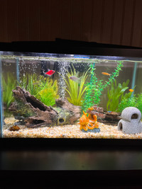 10 gal aquarium with fish included