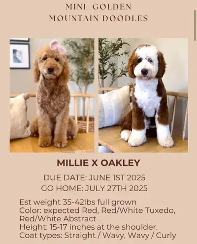 Mini Goldendoodles, Mini Bernedoodles, Golden Mountain Doodles, View more