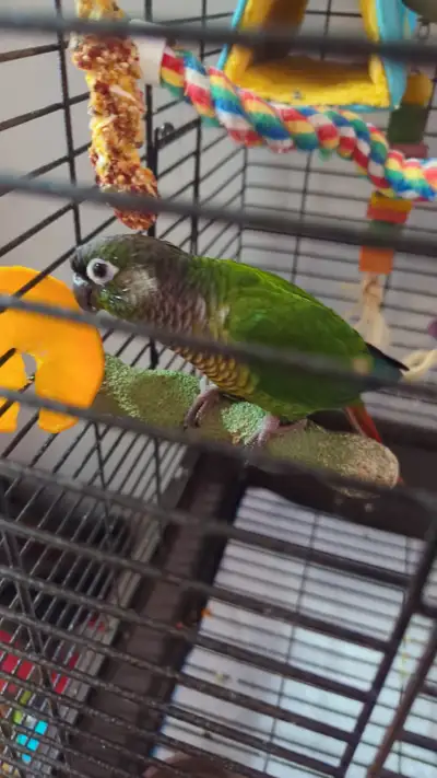 Green cheek conure, 5 years old. Comes with cage, food and toys. The bird is good with kids, knows t...