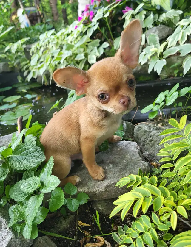 Beautiful  Chihuahua  Puppies Starting at $1000 in Dogs & Puppies for Rehoming in City of Toronto - Image 4