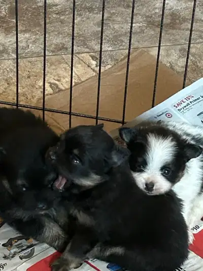Pomeranian Puppies : 3 Females 1 Male, View more