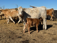 First Calf Heifers with Calves. 