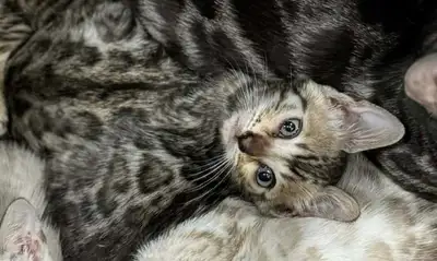 Chaton Bengal Silver, View more