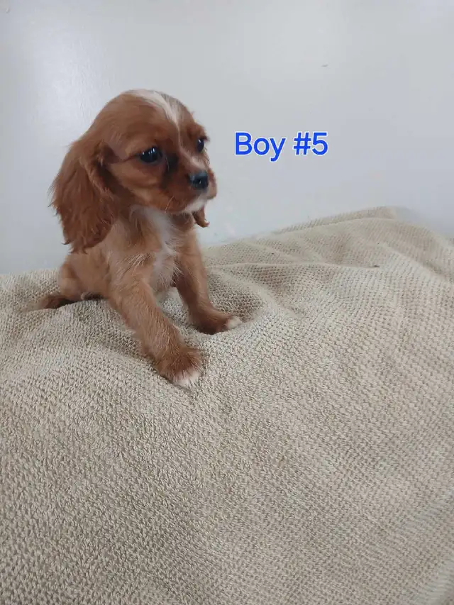 King Charles Cavaliers in Dogs & Puppies for Rehoming in Owen Sound - Image 4