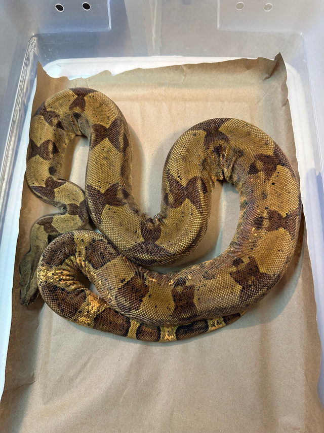 Pair of salmon Het moonglow boas in Reptiles & Amphibians for Rehoming in Oshawa / Durham Region