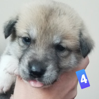Large breed puppies. Pyrenees/Sherperd/Malinois mix.