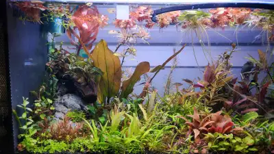 Aquarium plants - any plant you can think of and desire, View more