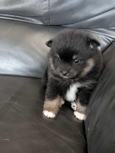 Pomeranian Puppies, View more