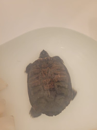 Turtle for sale 