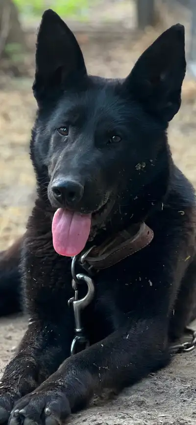Black CKC German Shepherd female 1 year old. Berger Allemand, View more