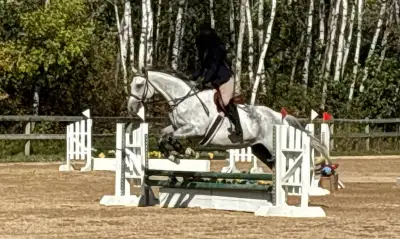 Ash (Judge Me Now) is a 16.1hh 9 year old grey TB mare. Ash has been ridden by both juniors and amat...