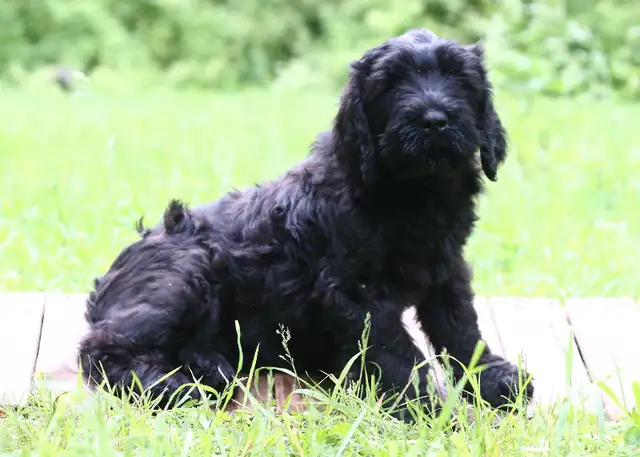 Black Russian Terrier CKC  in Dogs & Puppies for Rehoming in Gatineau - Image 4