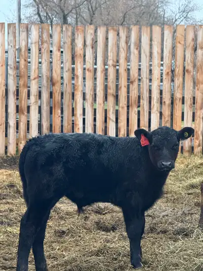 Black angus steer calf for sale. Ringed, given Toltrazeral days after birth, born March.26th. Mother...