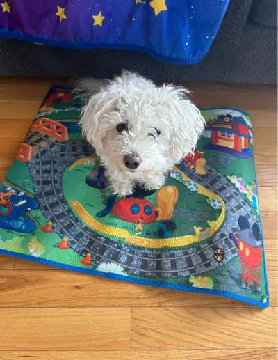 7.5 Year Old Trained Bichon Frise, View more