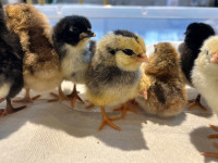 Chicks for sale 