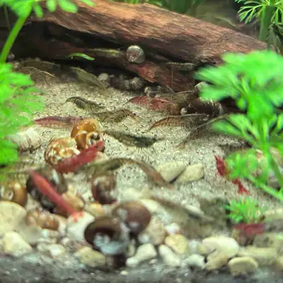 shrimp for sale , View more