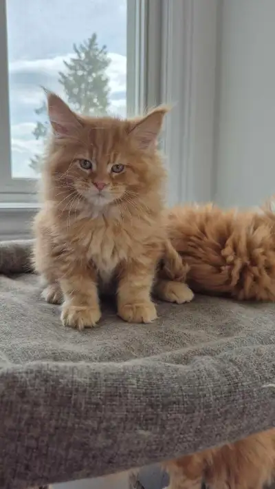 Maine coon kittens, View more