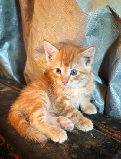 Precious Healthy Farm Kitties!, View more