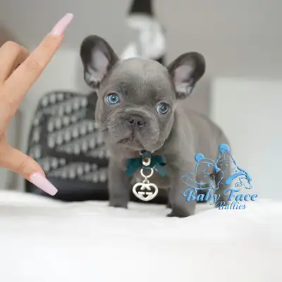 One of a kind French bulldog puppies, View more