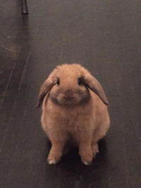 Holland Lop bunny female rabbit for sale