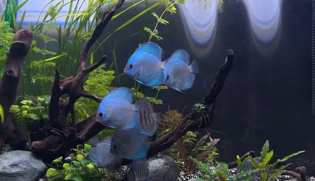Blue Diamond and Cobalt Discus in Fish for Rehoming in London - Image 2