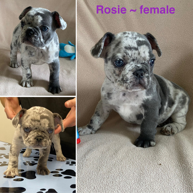Blue Merle & Blue Brindle French Bulldog Puppies! READY TO GO! in Dogs & Puppies for Rehoming in Red Deer - Image 2