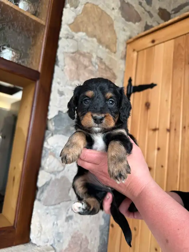 Outstanding F2 Mini Bernedoodle Puppies in Dogs & Puppies for Rehoming in Markham / York Region - Image 6