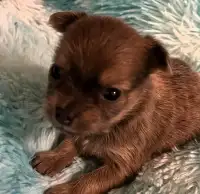 5 Adorable, Outgoing Chihuahua Puppies