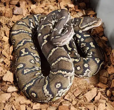 Angolan Pythons, View more