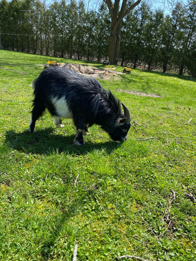Male pigmy goat in Livestock in Grand Bend - Image 2