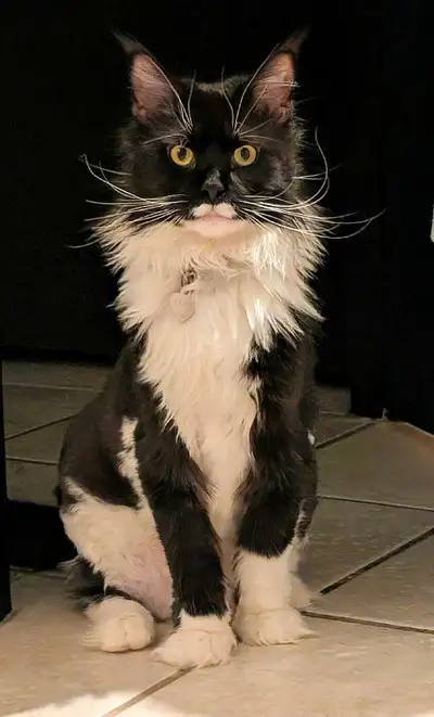 Femelle Maine Coon pur race , degriffer, opéré, micro pucer vaccins a jours de 1 an et demi. Tressss...