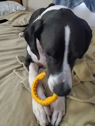 Seeking a 3 + bedroom full home for my family of 4 and our 2 dogs. Our upstairs unit is just too sma...