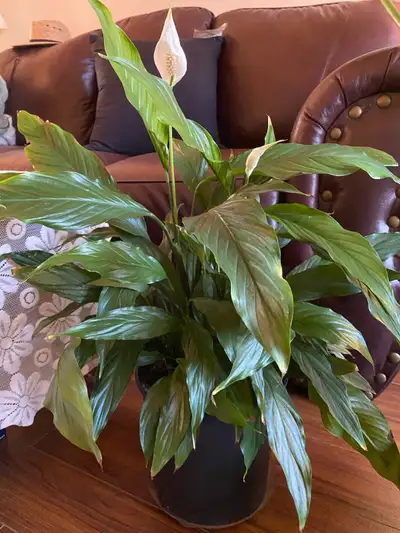 I'm selling a vibrant peace lily, perfect for adding a touch of serenity to any space. This plant is...