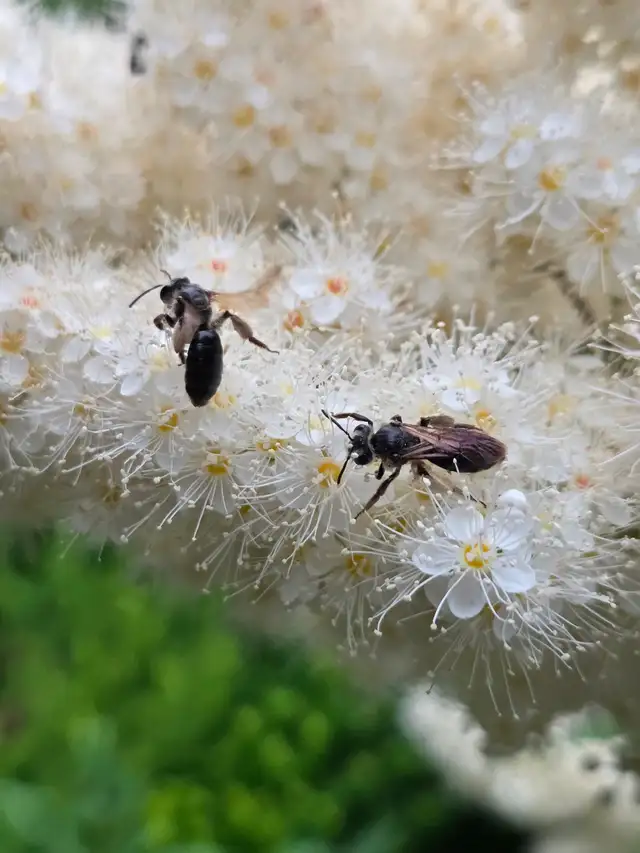 Bee Identification496776073341849601