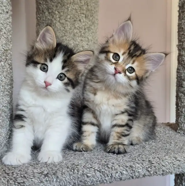 Beautiful TICA registered Siberian kittens