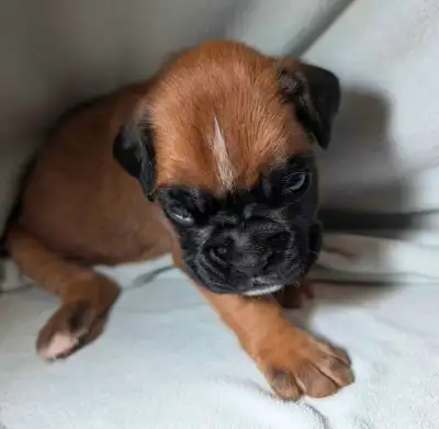 Boxer puppies, View more
