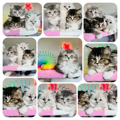 Chatons Scottish straight ❤️ pure race ❤️male et femelle, View more